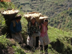 苗族妇女背着这一大筐摘下的玉米不知道走了多少的山路。