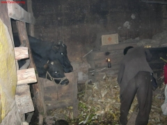 村长家的牛与人同屋，村长的儿子正在为他的老牛准备晚上的草料。